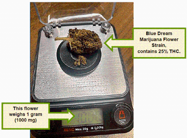 Digital scale with Blue Dream Marijuana Flower that contains 25% THC. The scale shows that it weighs 1000mg or 1 gram