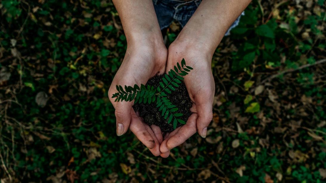 Image of two hands holding dirt and a small plant